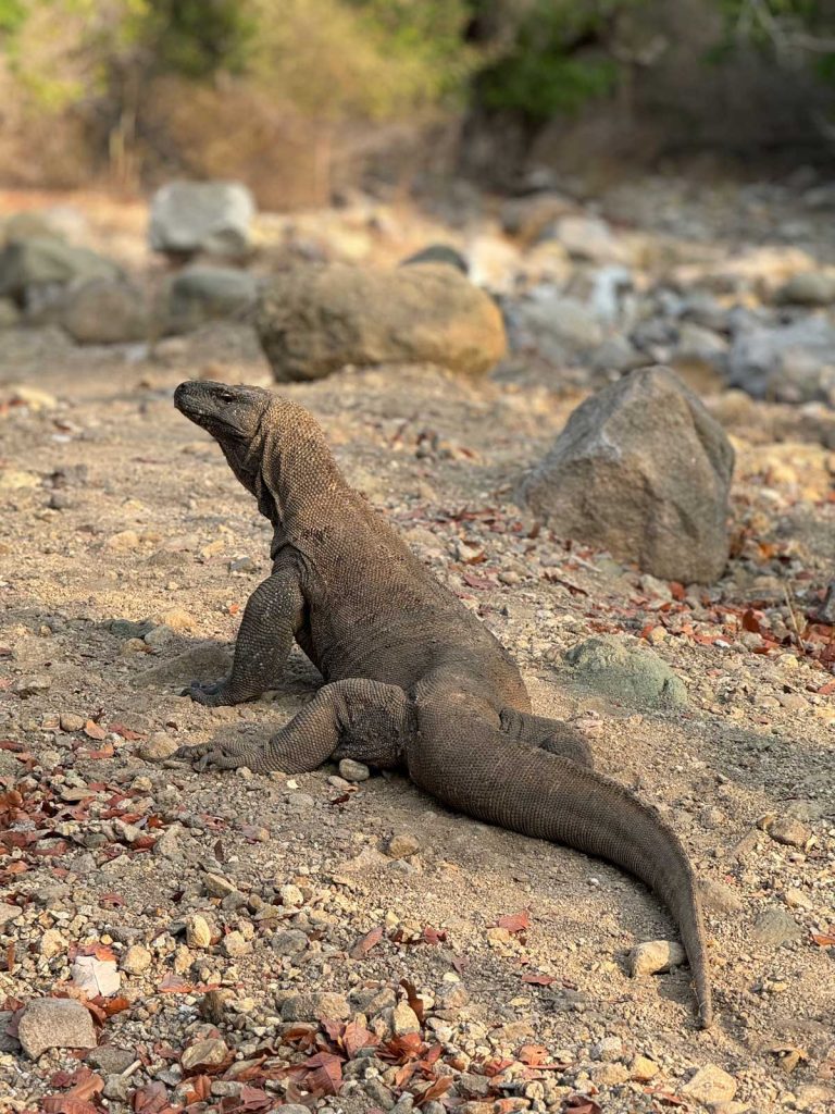 Dragon de Komodo