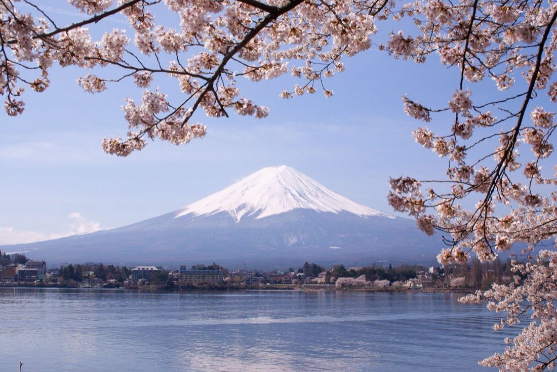 Cerisiers en fleurs devant le Mont Fuji au bord du lac Kawaguchiko au Japon